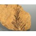 Taxodium dubium